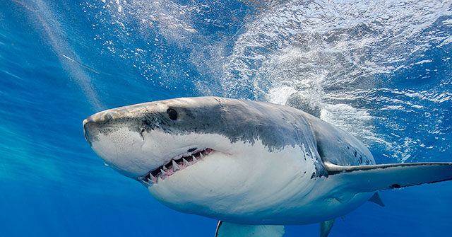 watch-—-nantucket-fisherman-catches,-releases-great-white-shark-with-his-bare-hands:-‘that’s-sick!’
