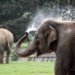 the-bright-side:-a-soccer-playing-baby-elephant-and-other-stories-you-need-right-now