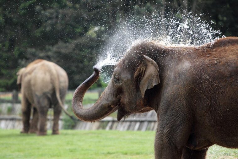 the-bright-side:-a-soccer-playing-baby-elephant-and-other-stories-you-need-right-now