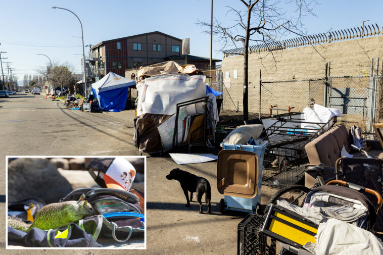 deadly-disease-kills-1-near-berkeley-homeless-camp-as-disturbing-details-of-rat-breeding-revealed
