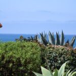 police-in-california-spot-body-of-5-year-old-swept-out-to-sea