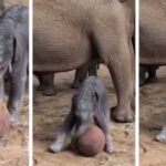 endangered-asian-elephant-gives-birth-in-uk-zoo,-her-baby-goes-viral-by-playing-with-ball-as-world-cup-kicks-off-(video)