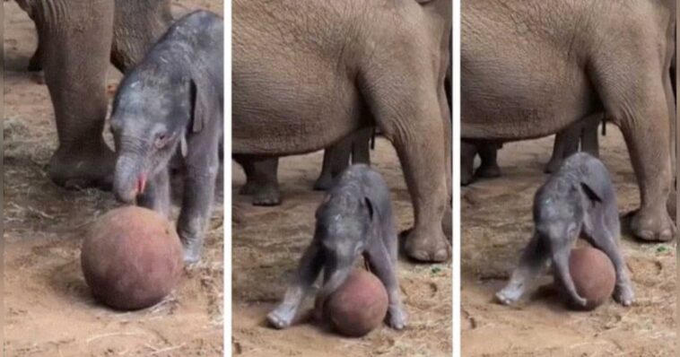 endangered-asian-elephant-gives-birth-in-uk-zoo,-her-baby-goes-viral-by-playing-with-ball-as-world-cup-kicks-off-(video)
