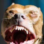 california-girl,-8,-needs-40-staples-in-head-after-fighting-off-pit-bull-to-save-her-younger-sisters