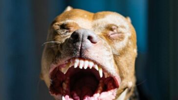 california-girl,-8,-needs-40-staples-in-head-after-fighting-off-pit-bull-to-save-her-younger-sisters