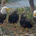 big-bear-bald-eagle-chicks-growing-fast-as-they-prepare-for-major-milestone