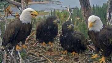 big-bear-bald-eagle-chicks-growing-fast-as-they-prepare-for-major-milestone