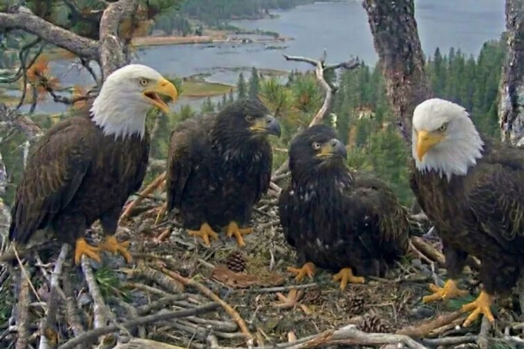 big-bear-bald-eagle-chicks-growing-fast-as-they-prepare-for-major-milestone