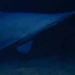 goblin-shark-spotted-for-first-time-in-its-natural-habitat-—-one-of-the-deepest-parts-of-the-ocean