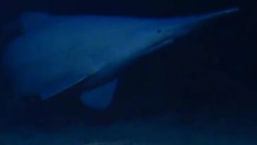 goblin-shark-spotted-for-first-time-in-its-natural-habitat-—-one-of-the-deepest-parts-of-the-ocean