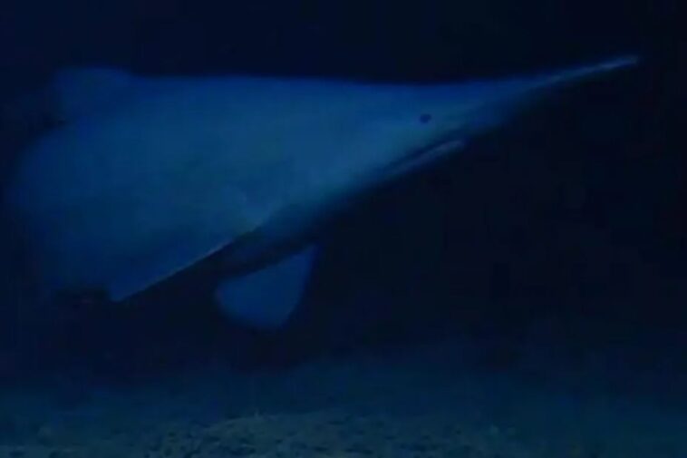goblin-shark-spotted-for-first-time-in-its-natural-habitat-—-one-of-the-deepest-parts-of-the-ocean