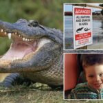 more-than-400-alligators-removed-from-disney-world-since-toddler’s-tragic-death-in-2016