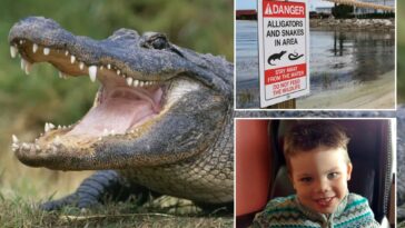 more-than-400-alligators-removed-from-disney-world-since-toddler’s-tragic-death-in-2016
