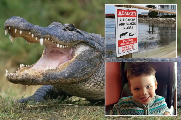 more-than-400-alligators-removed-from-disney-world-since-toddler’s-tragic-death-in-2016