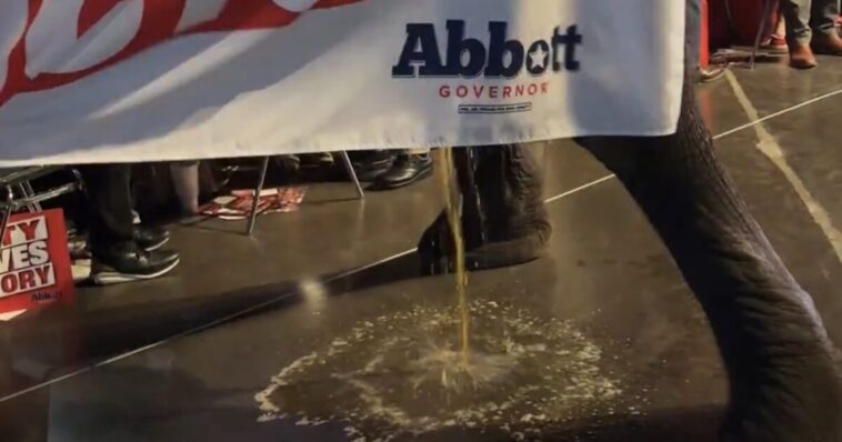 oops!-texas-gop-convention-takes-wild-turn-after-elephant-relieves-itself-in-press-area-(video)
