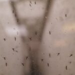 why-this-tech-company-wants-to-release-32-million-mosquitos-into-the-us