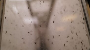 why-this-tech-company-wants-to-release-32-million-mosquitos-into-the-us