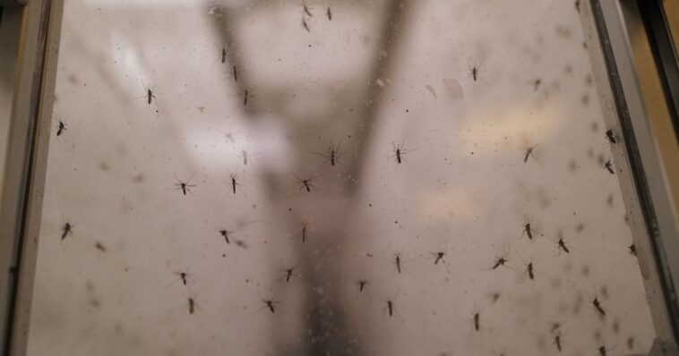 why-this-tech-company-wants-to-release-32-million-mosquitos-into-the-us