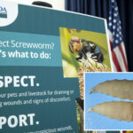 fda-approves-emergency-use-of-drug-to-treat-deadly,-flesh-eating-parasite-attacking-dogs-and-cats