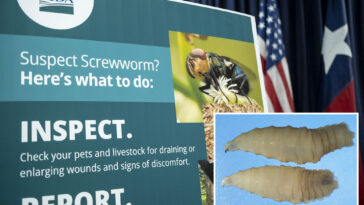 fda-approves-emergency-use-of-drug-to-treat-deadly,-flesh-eating-parasite-attacking-dogs-and-cats