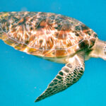what?-china-demands-foreign-intelligence-services-stop-using-‘spy-turtles’-to-scan-its-waters