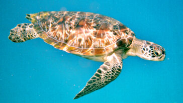 what?-china-demands-foreign-intelligence-services-stop-using-‘spy-turtles’-to-scan-its-waters