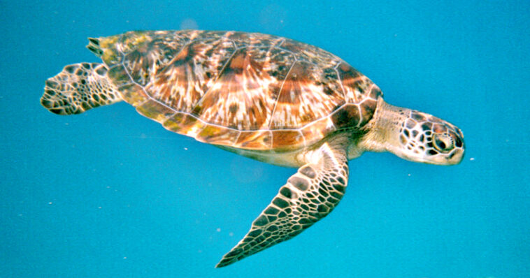 what?-china-demands-foreign-intelligence-services-stop-using-‘spy-turtles’-to-scan-its-waters