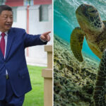 bizarre-claims-of-secret-spy-turtles-sends-china-into-a-panic