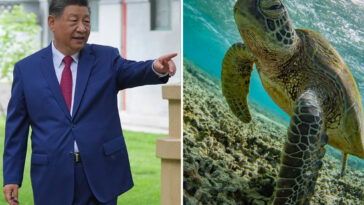 bizarre-claims-of-secret-spy-turtles-sends-china-into-a-panic