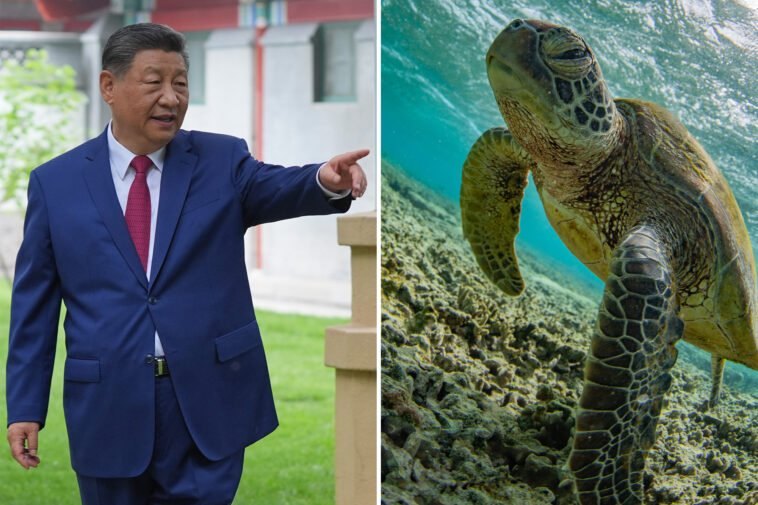 bizarre-claims-of-secret-spy-turtles-sends-china-into-a-panic