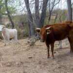 flesh-eating-screwworm-found-in-texas-calf-as-ranchers-brace-for-possible-spread