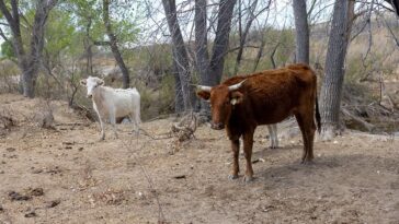 flesh-eating-screwworm-found-in-texas-calf-as-ranchers-brace-for-possible-spread