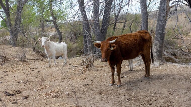 flesh-eating-screwworm-found-in-texas-calf-as-ranchers-brace-for-possible-spread