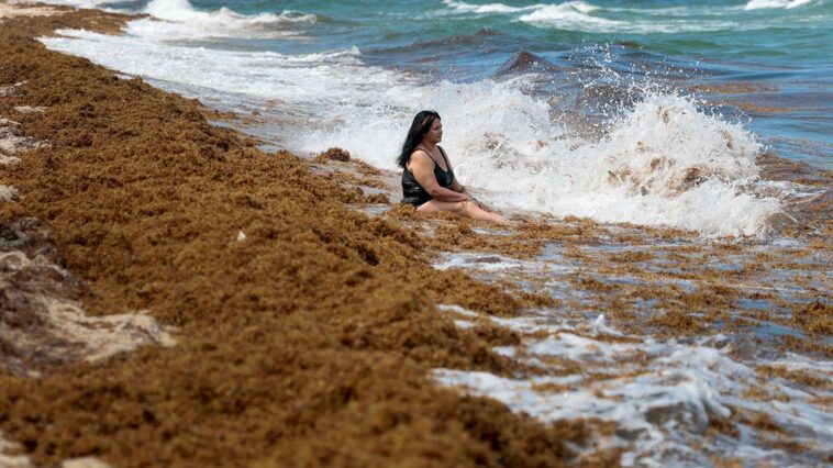record-seaweed-invasion-leaves-beachgoers-gagging-as-fumes-raise-health-fears