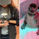 first-penguin-chicks-born-at-california-zoo-in-years-as-handlers-reveal-unique-rearing-plan
