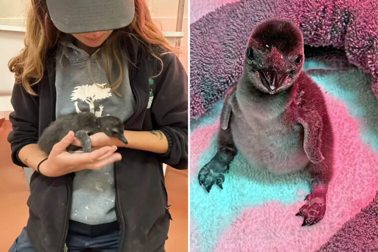 first-penguin-chicks-born-at-california-zoo-in-years-as-handlers-reveal-unique-rearing-plan