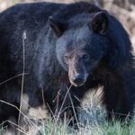california-couple-fights-off-70-pound-black-bear-with-hatchet-and-water-bottle-outside-their-home