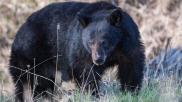 california-couple-fights-off-70-pound-black-bear-with-hatchet-and-water-bottle-outside-their-home