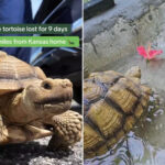 missing-tortoise-reunited-with-family-after-missouri-search