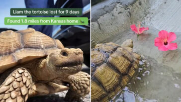 missing-tortoise-reunited-with-family-after-missouri-search