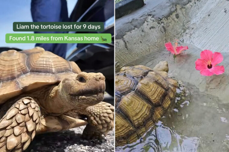 missing-tortoise-reunited-with-family-after-missouri-search