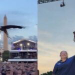 watch:-bald-eagle-steals-the-show-at-historic-ufc-freedom-250-weigh-in-on-the-national-mall-in-front-of-the-white-house
