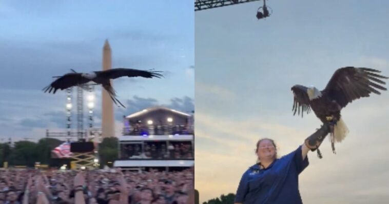 watch:-bald-eagle-steals-the-show-at-historic-ufc-freedom-250-weigh-in-on-the-national-mall-in-front-of-the-white-house