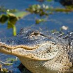 video:-dwi-suspect-fleeing-cops-is-stopped-dead-in-his-tracks-by-alligator…-and-it-attacked