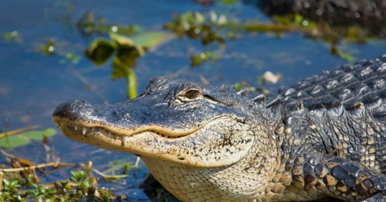 video:-dwi-suspect-fleeing-cops-is-stopped-dead-in-his-tracks-by-alligator…-and-it-attacked