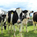 flesh-eating-screwworm-outbreak-threatens-texas-cattle-industry-as-critical-sterile-fly-facility-faces-multi-year-delay