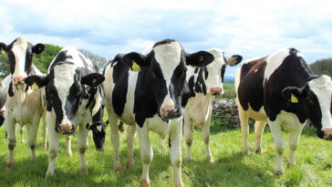 flesh-eating-screwworm-outbreak-threatens-texas-cattle-industry-as-critical-sterile-fly-facility-faces-multi-year-delay