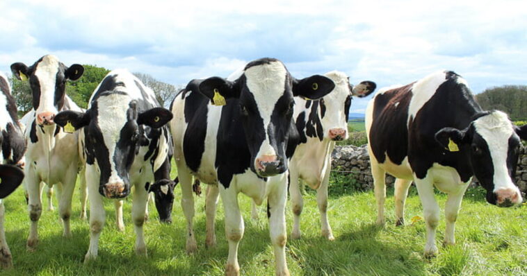 flesh-eating-screwworm-outbreak-threatens-texas-cattle-industry-as-critical-sterile-fly-facility-faces-multi-year-delay
