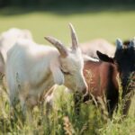 evil-among-us:-black-magic-suspected-after-cameras-capture-goat-being-dragged-into-office-building,-then-more-chilling-pics-found-online