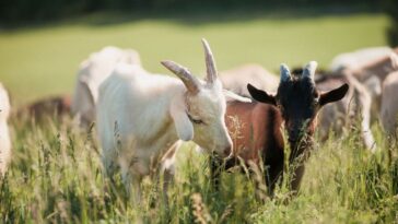 evil-among-us:-black-magic-suspected-after-cameras-capture-goat-being-dragged-into-office-building,-then-more-chilling-pics-found-online